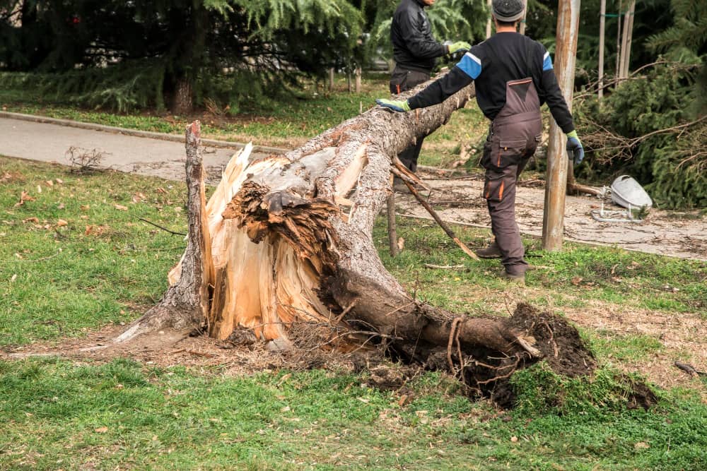 Stump Grinding Services in Dublin