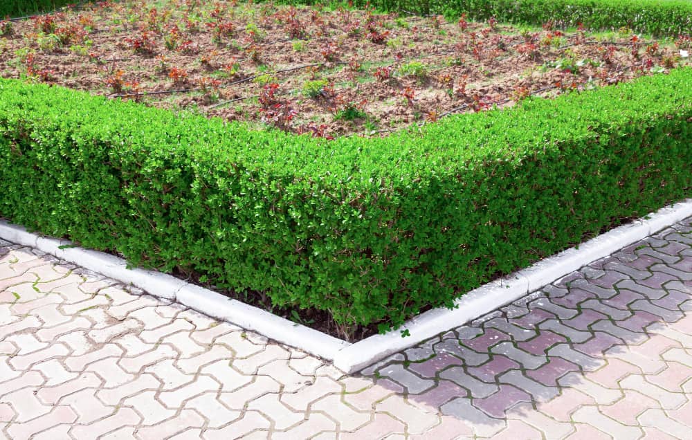 Green lawn edging