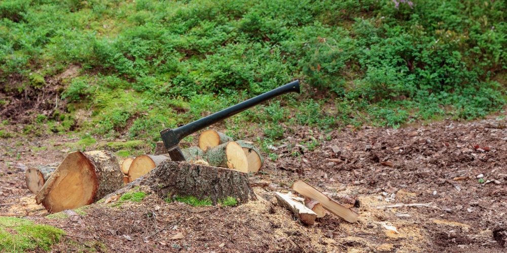 Stump Grinding Services in Dublin