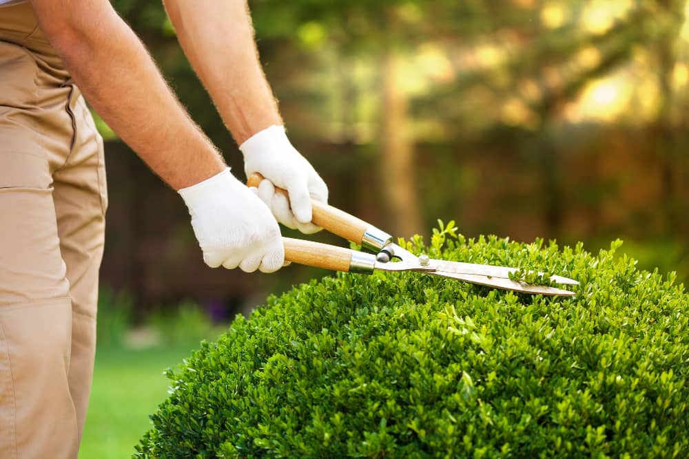 Hedge Cutting, Trimming