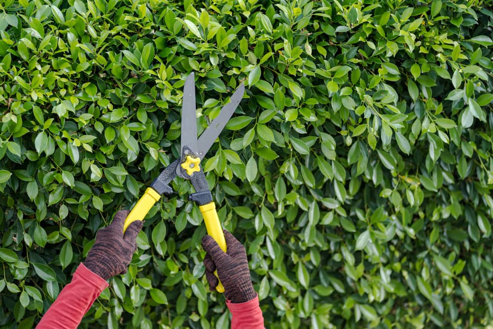 Hedge Cutting, Trimming
