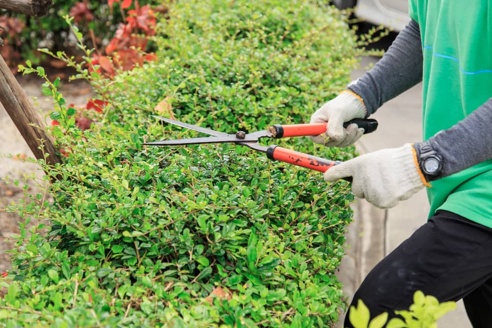Hedge Cutting, Trimming
