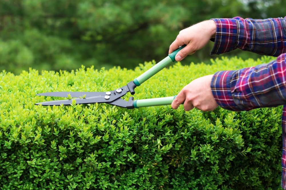 Hedge Cutting, Trimming