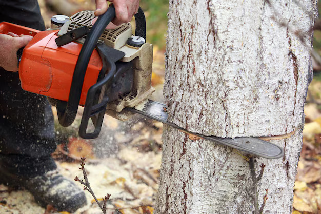 Tree Surgery Services